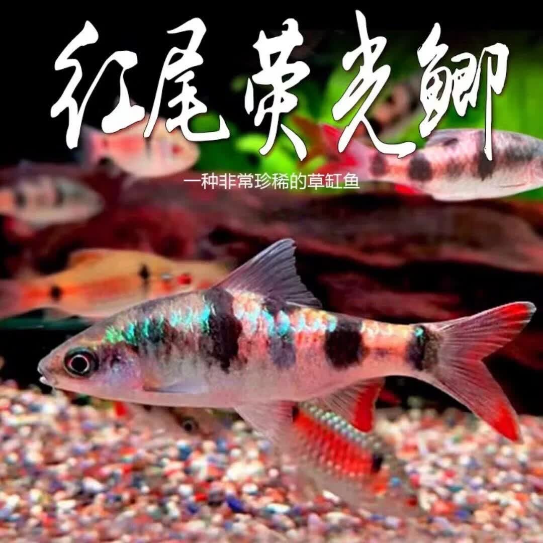 易萌红尾绿荧光鲫冷水鱼原生鱼刚果美人鱼群游小型观赏鱼活鱼无需加热 精品红尾荧光鲫 8-10cm 3条 拉丝公鱼