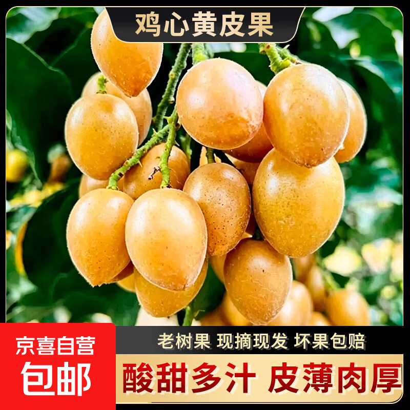 正宗广东鸡心黄皮果新鲜孕妇水果现摘现发黄弹子酸甜整箱5斤包邮 净重2.5斤 鸡心黄皮果【酸甜多汁】