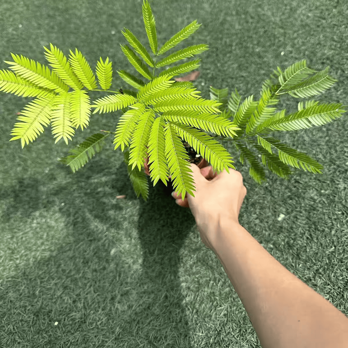 GOODFRU精选密叶猴耳环日本进口室内阳台观叶网红盆栽常青耐阴好养绿植 实惠款【密叶猴耳环40cm】简易盆 带简易生产盆