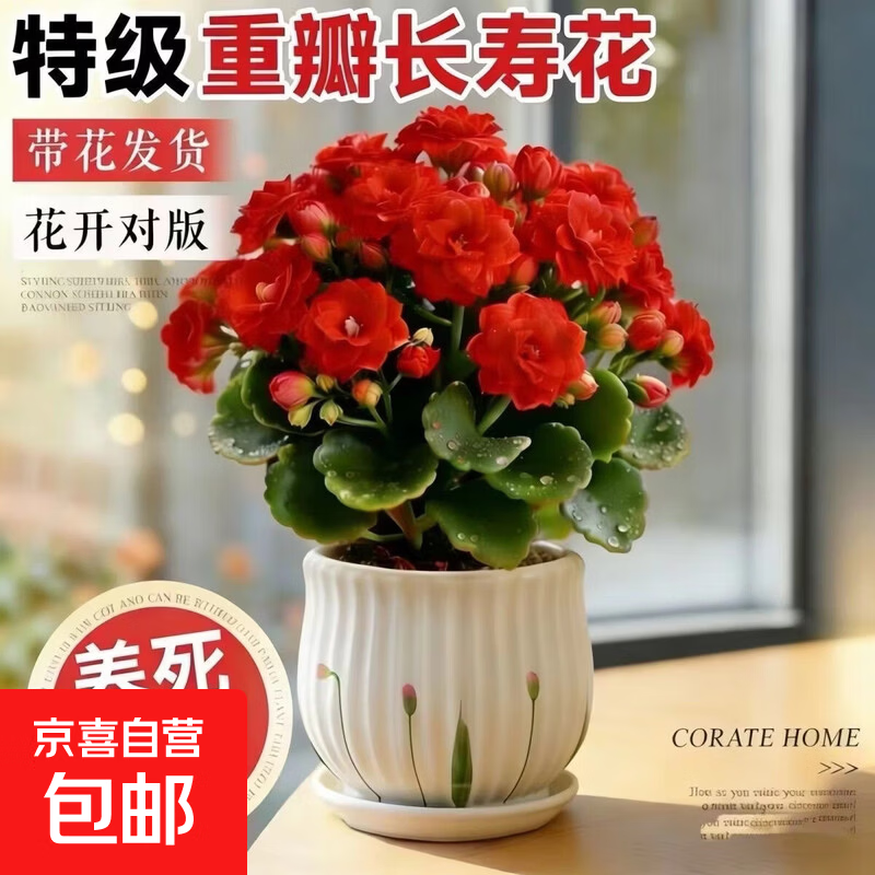 【带花苞】稀有长寿花盆栽金狐狸大花重瓣四季开花室内外花卉绿植 小苗1颗【裸根】 基地培育盆