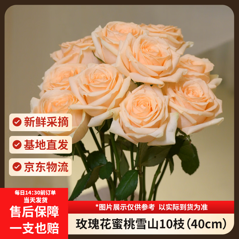 京东鲜花【蜜桃雪山】玫瑰花10枝40cm起发如意基地鲜切花插花生活源头直发