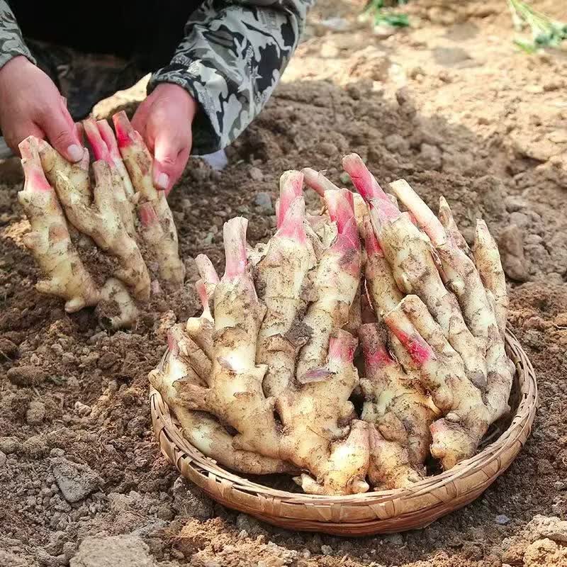 山东潍坊红芽嫩姜现挖大鲜姜可生吃可腌制蔬菜 5斤精选嫩姜
