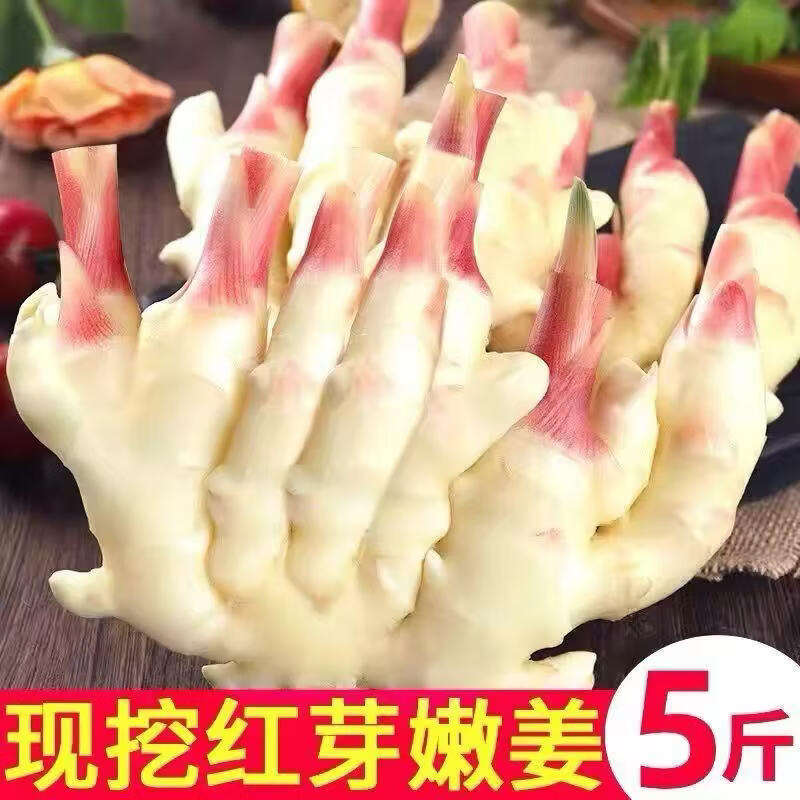 山东潍坊红芽嫩姜现挖大鲜姜可生吃可腌制蔬菜 5斤精选嫩姜 京东折扣/优惠券