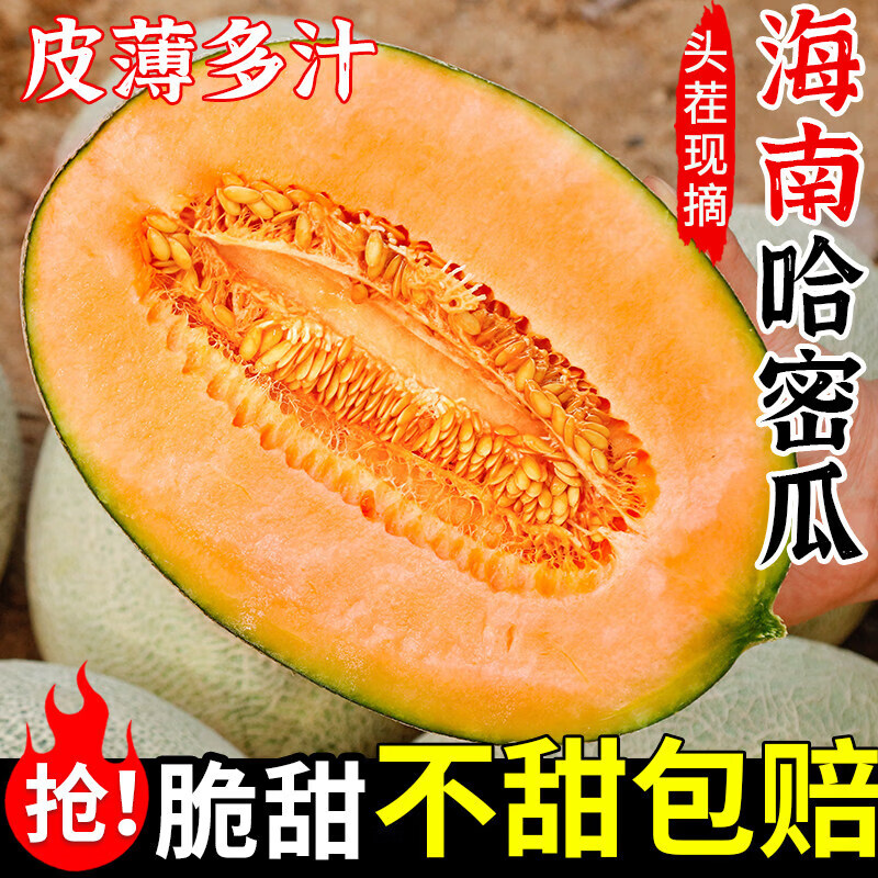 哈密瓜蜜瓜正宗海南玲珑网纹当季现摘脆甜多汁皮薄香甜整箱装 5斤 尝鲜装 【新鲜采摘，试吃尝鲜】