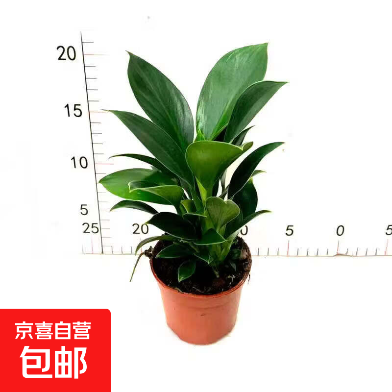 精品金钻盆栽植物绿公主水培绿植吸高颜值好养活室内多肉四季花卉 金钻90#1盆 高约10-15cm+原盆原土