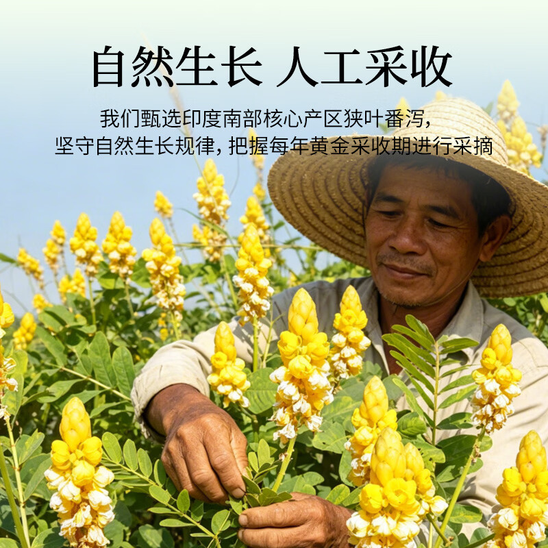 补养堂番泻叶茶包 通便秘茶刮清润肠油减肥瘦身排毒新货泡水养生茶叶片 【买二送一】 15袋*3包 【共计45袋】 野生番泻叶【原材料-印度】