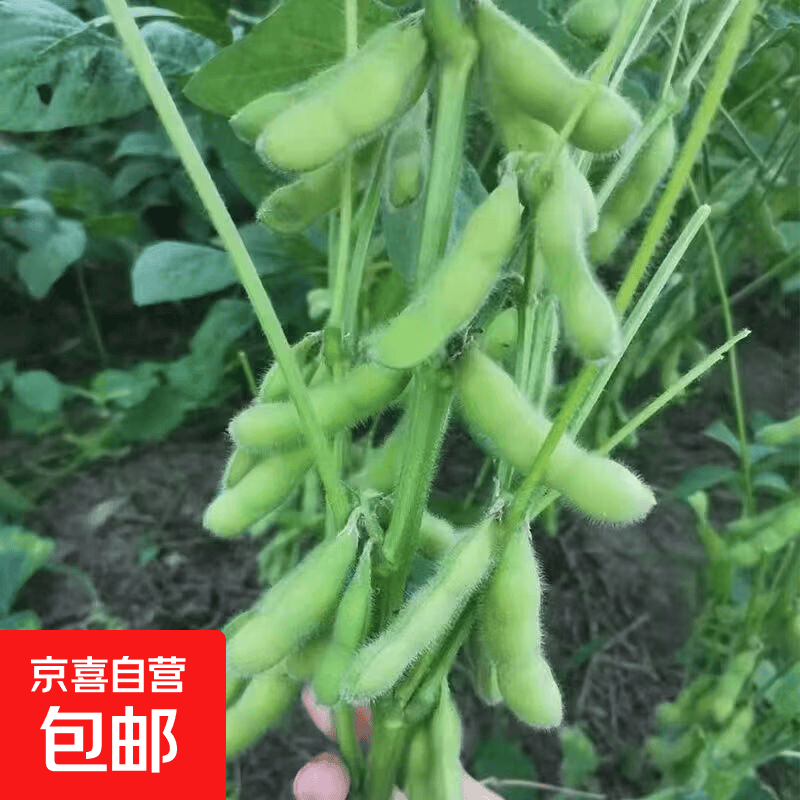 新鲜现摘毛豆农家自种毛豆荚带壳豆大青豆嫩毛豆炒菜下酒烧烤必备 2斤净重