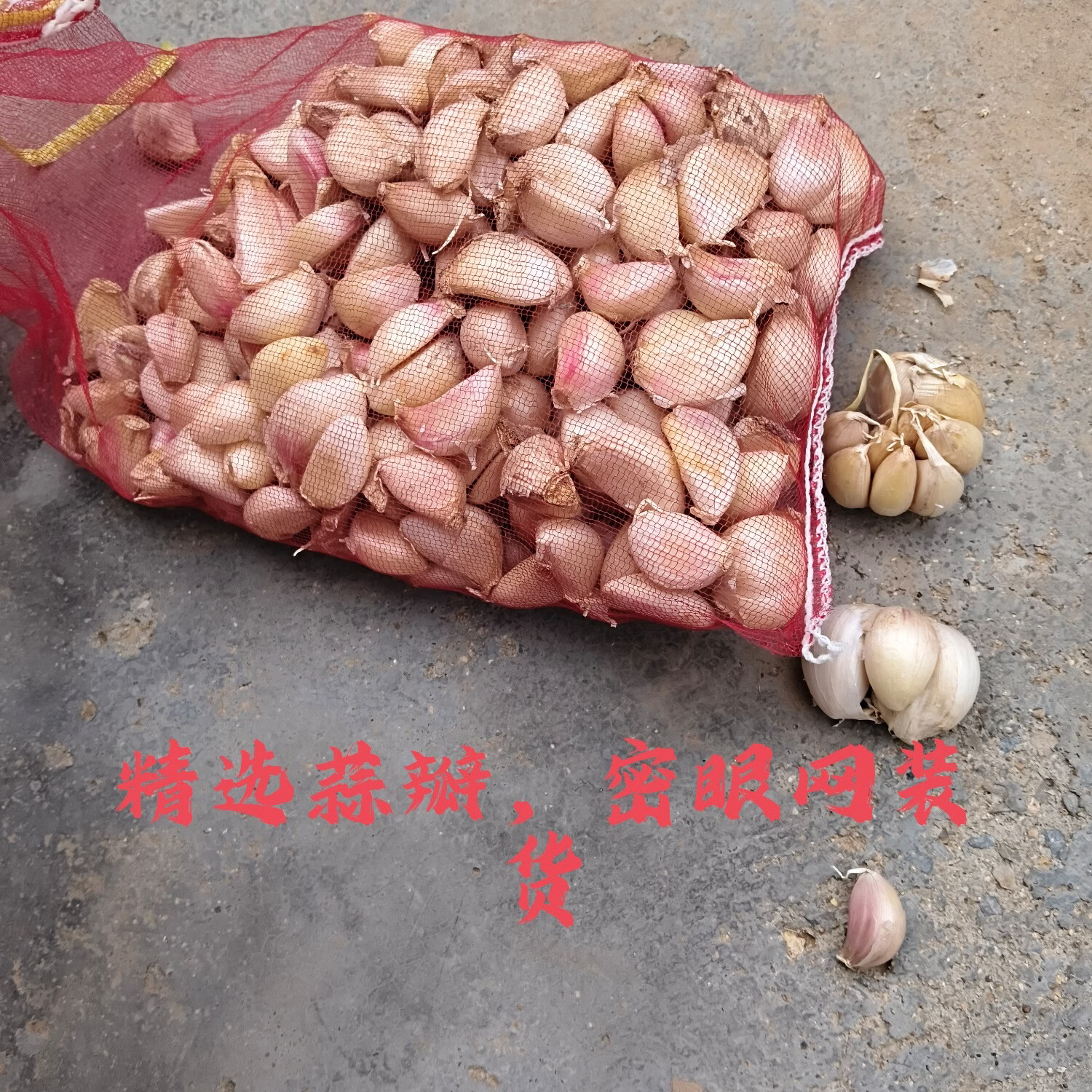 蒜瓣蒜子人工挑选蒜子可用可做种蒜 五斤净重装