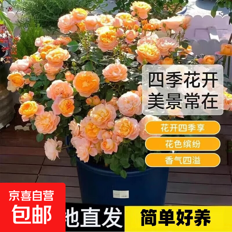 【福利品】月季花苗玫瑰果汁阳台开花多绿植室内盆栽好养花卉爬藤 果汁阳台（灌木）+肥料【当年开花】 不含盆