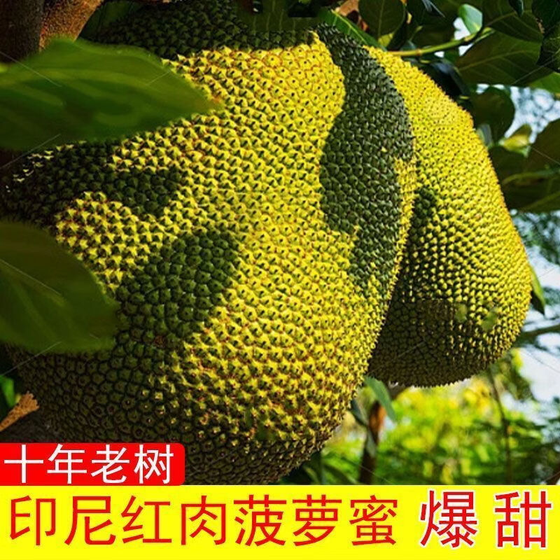 正宗红肉菠萝蜜当季新鲜水果一整个树上熟波罗蜜脆甜干包顺丰包邮 印尼红菠萝蜜 13-14斤整个果发货