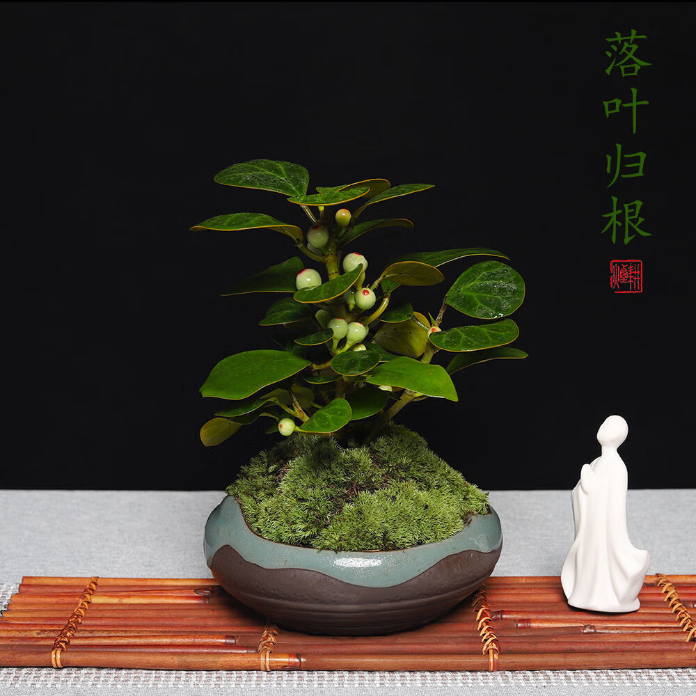 菩提树小叶紫檀盆栽花卉艺术盆景办公绿植居家摆件一树一菩提抖音网红