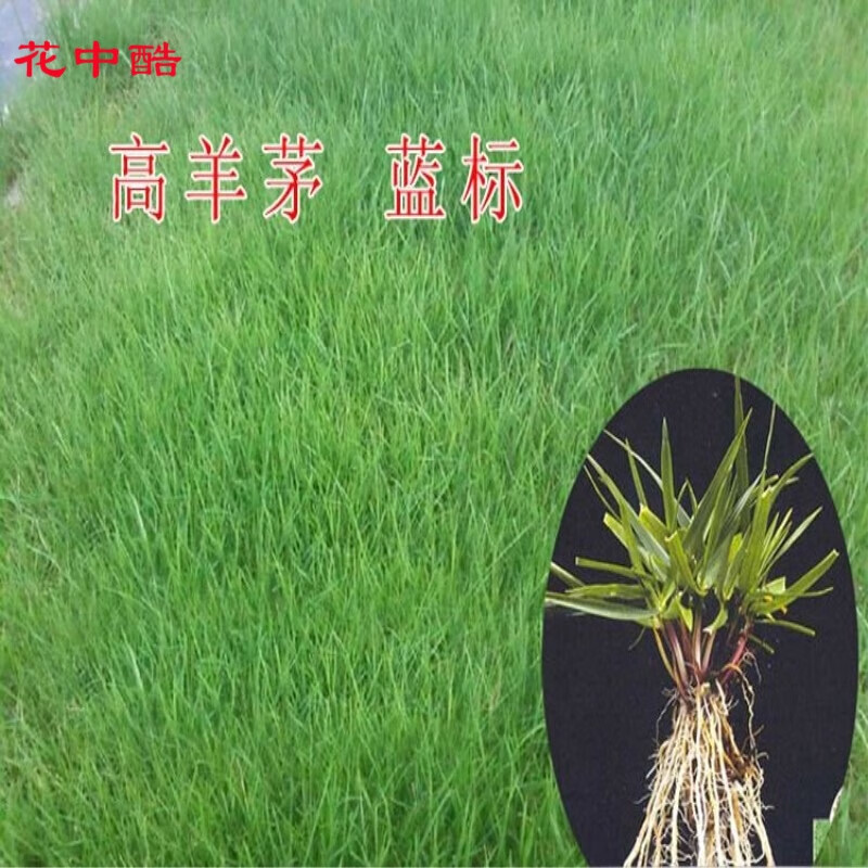 种花迷马尼拉早熟禾高羊茅红白三叶草籽小区绿化护坡草坪种子 5-10cm