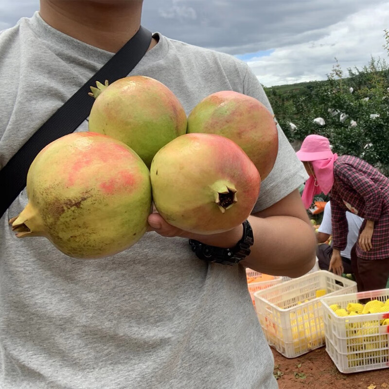 田园东方突尼斯软籽石榴 新鲜应季水果净重 4.5斤(250-350g)约7-9个