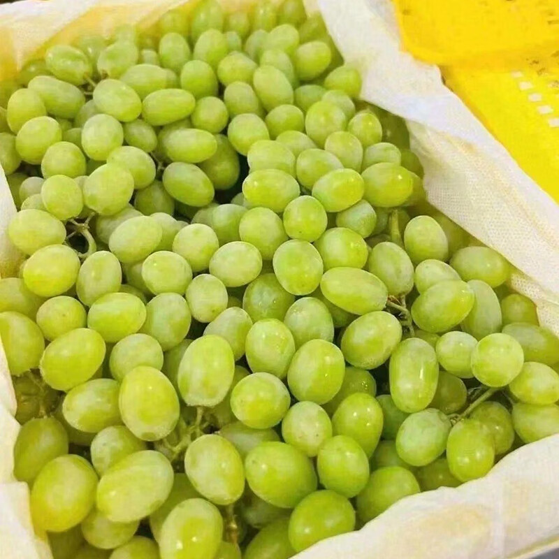 本来果坊新疆吐鲁番无核白葡萄新鲜当季水果无籽青提子4斤 【冷藏食用