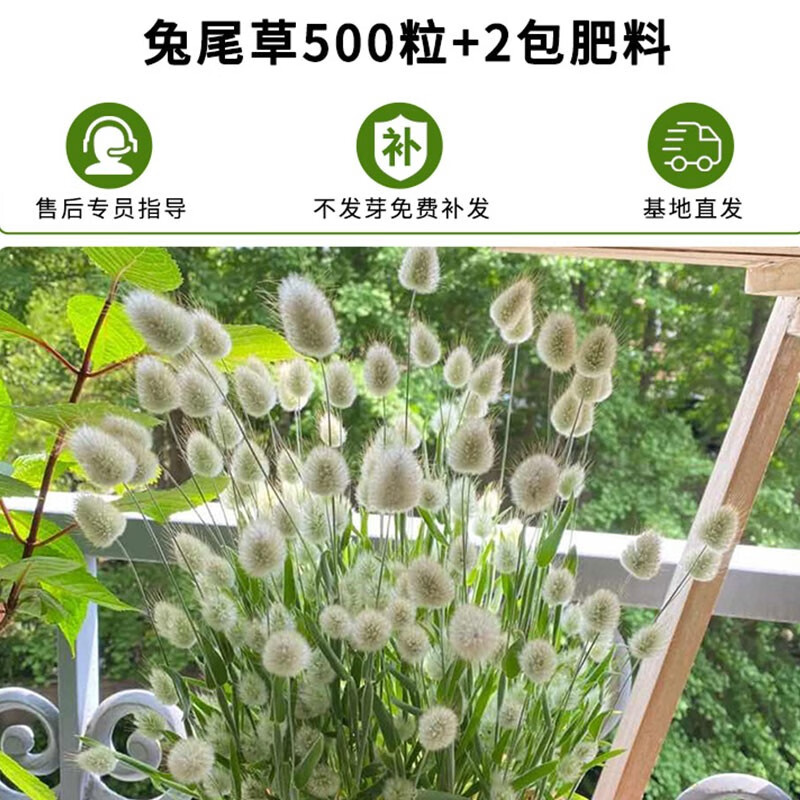 萌蕴(mengyun)兔尾草种子四季播种开花好养易活室内室外花种籽子花卉
