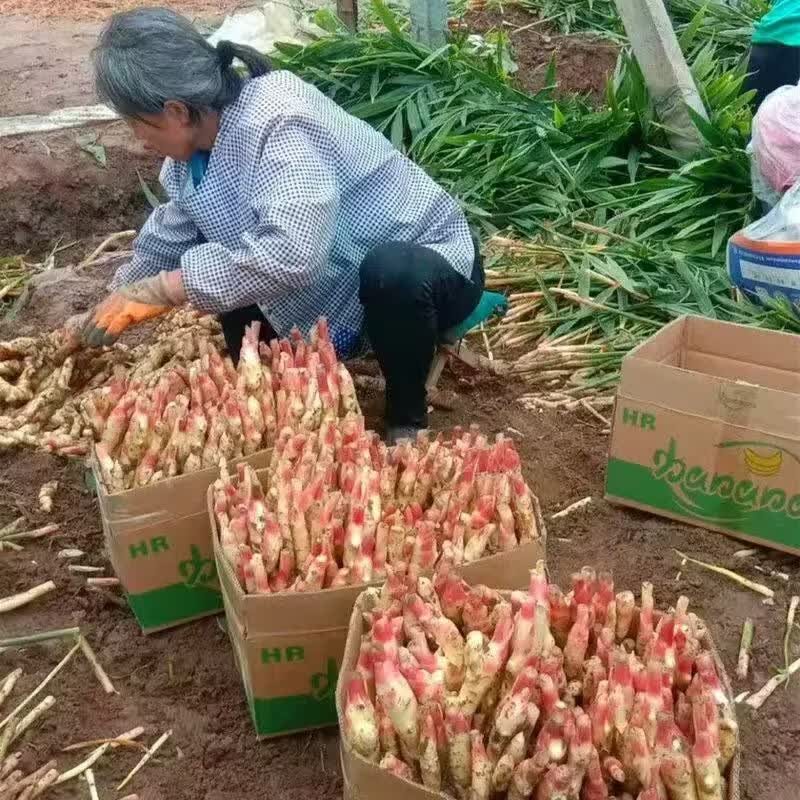 山东潍坊红芽嫩姜现挖大鲜姜可生吃可腌制蔬菜 5斤精选嫩姜