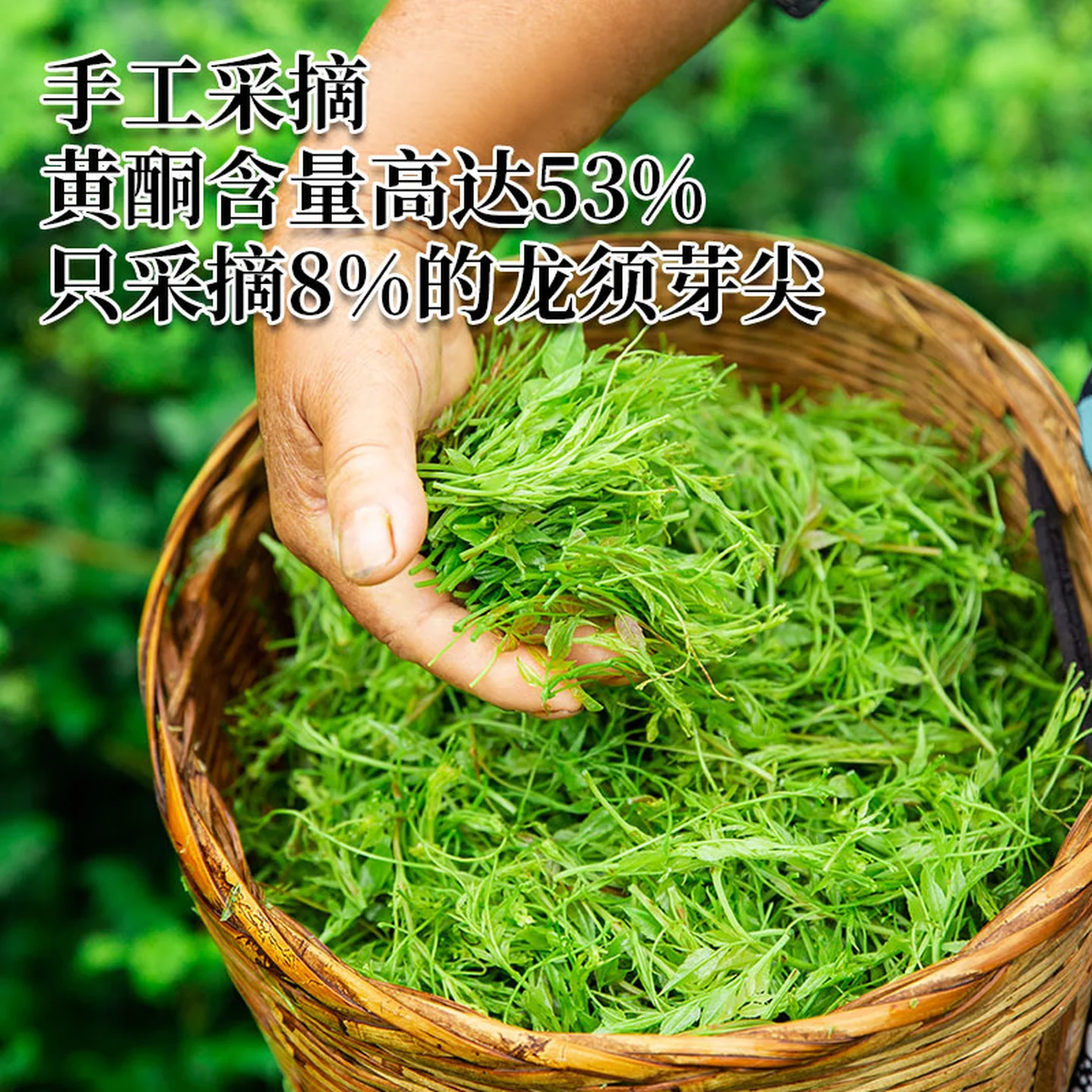 协穆2026新货张家界野生莓茶芽尖莓茶湖南正宗龙须嫩芽藤茶茶叶养生茶 【铁罐礼盒】新霉茶 200g*2罐 净重200克