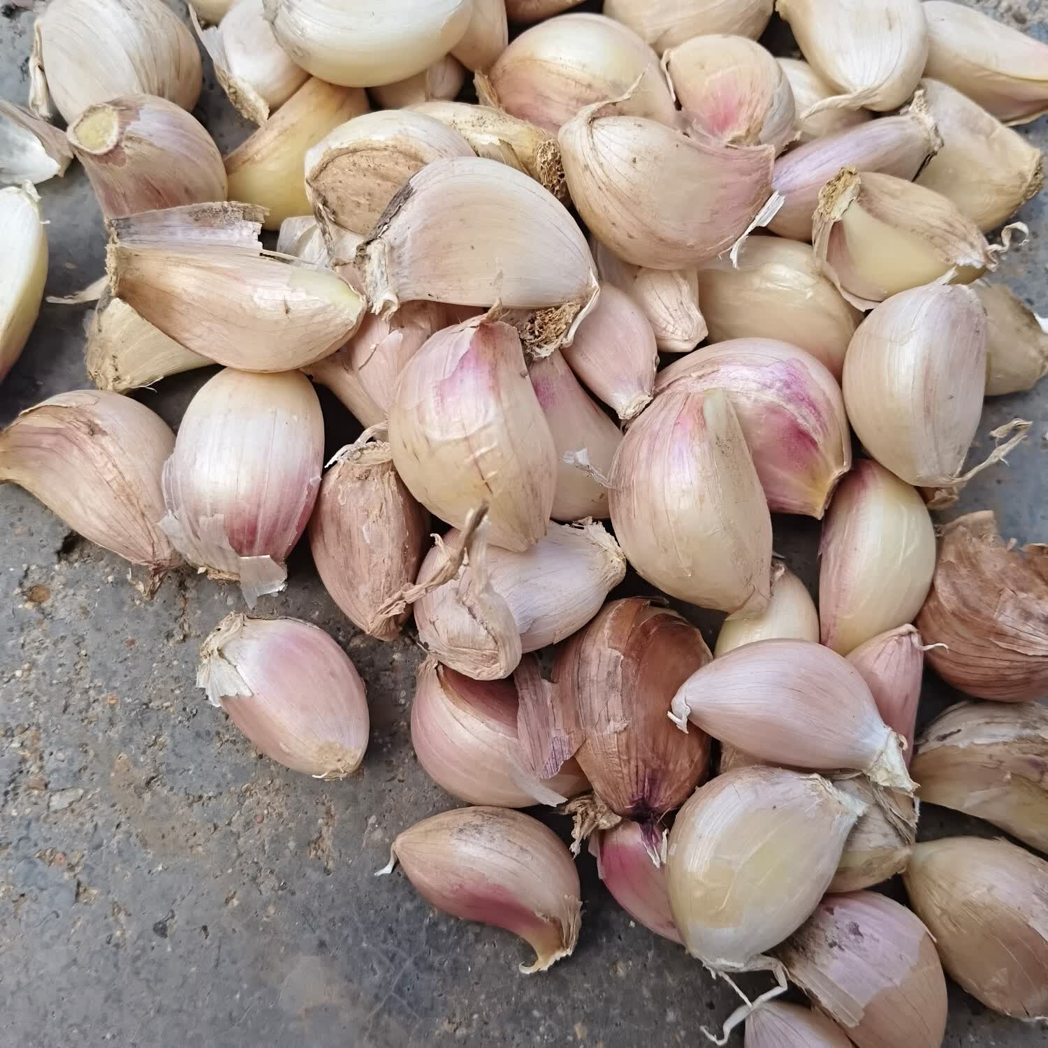 蒜瓣蒜子人工挑选蒜子可用可做种蒜 五斤净重装