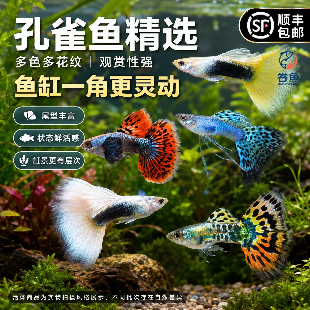 眷鱼孔雀纯种观赏鱼【顺丰发货】小型热带鱼淡水鱼好养活凤尾鱼可繁殖 【顺丰发货】2-3cm花老虎孔雀3公3母