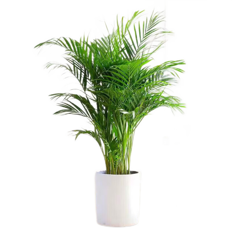 泰西丝 大型绿植盆栽散尾葵凤尾竹盆景50-70cm不含盆+灯笼