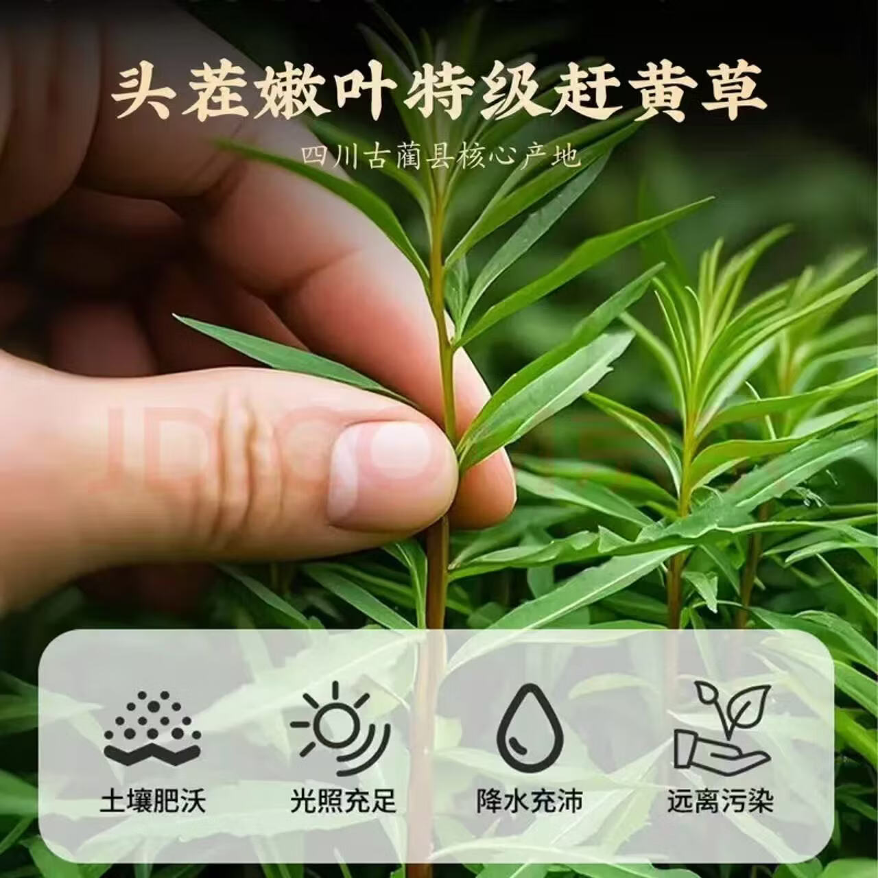 胖东来同款特级赶黄草肝苏草中药材四川古蔺养肝护肝熬夜应酬泡水养生茶 【赶黄草】600g四罐 150g*4罐 养肝护肝 【正品保障】不满意可退