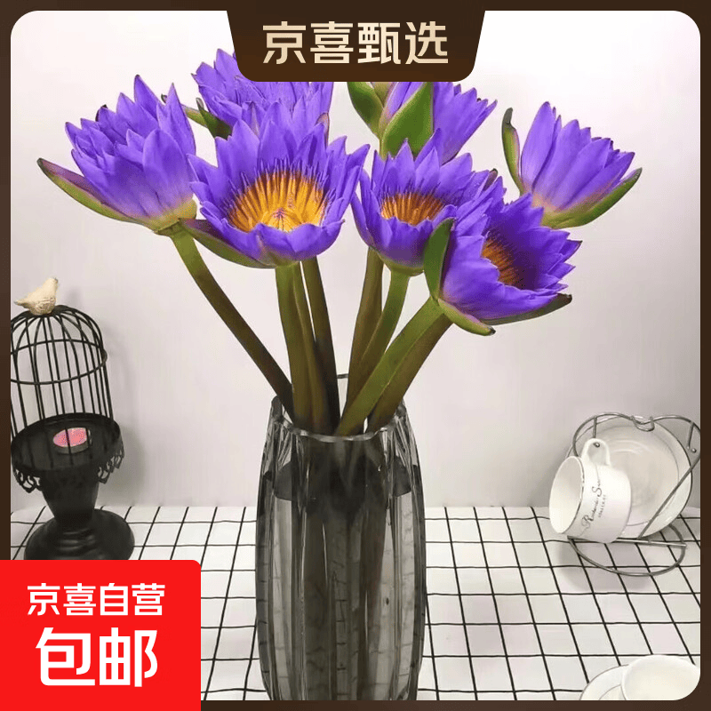 【渠道专享2】新鲜睡莲鲜花广州直发30CM带花苞七夕情人节礼物 紫色睡莲10枝