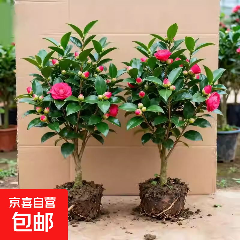 茶花树苗带花苞发货香妃花卉盆栽四季山茶花易活花苗耐寒好养绿植 红色茶花多分支大苗（约40-50cm高）+原土盆
