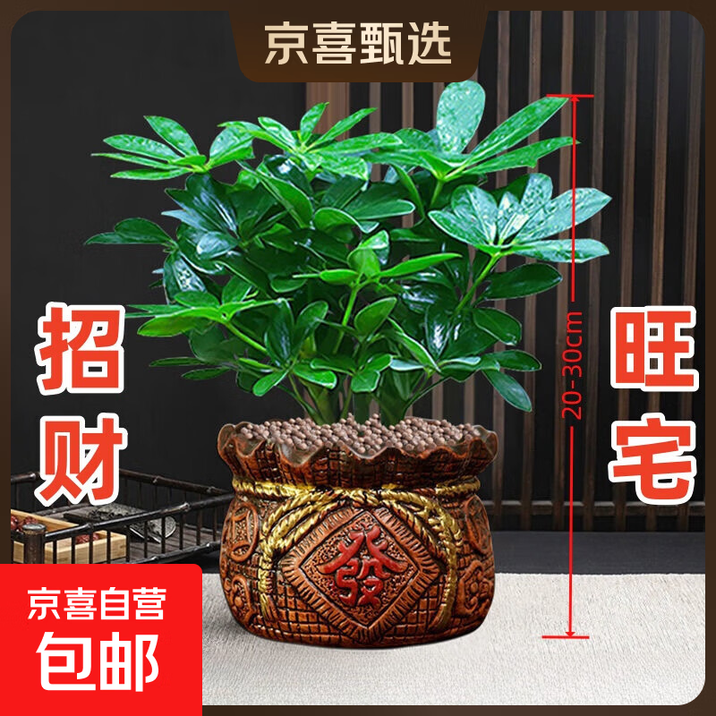 【八方来财】发财树鸭脚木盆栽四季常青桌面防辐射花卉盆景 八方来财20厘米4颗【發陶瓷盆】 送肥料