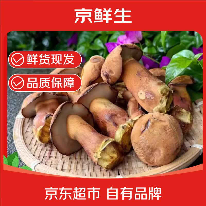 京鲜生云南特产鲜菌菇【新鲜见手青】净重2斤牛肝菌火锅食材源头直发