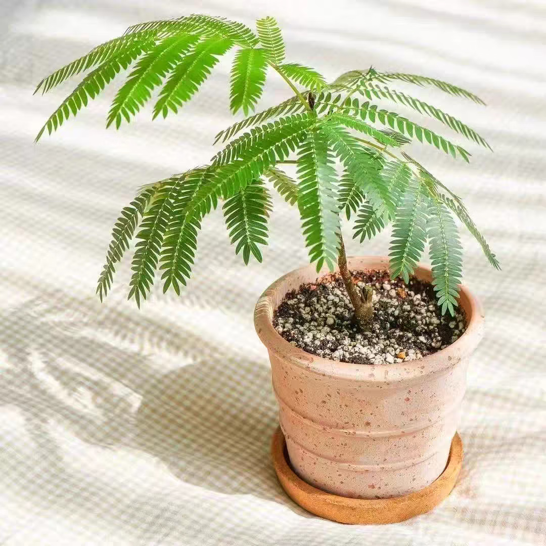 GOODFRU精选密叶猴耳环日本进口室内阳台观叶网红盆栽常青耐阴好养绿植 实惠款【密叶猴耳环40cm】简易盆 带简易生产盆