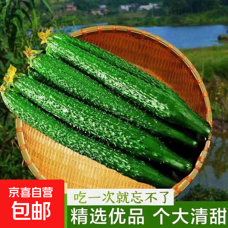 新鲜带刺黄瓜生吃清脆爽口生吃新鲜蔬菜减肥 山东现摘新鲜黄瓜 1.8斤 净重