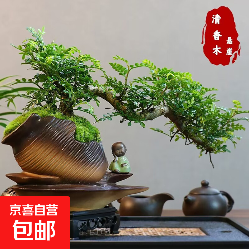 清香胡椒飘枝老桩花卉四季好养绿植盆栽室内客厅茶桌盆景高档绿植 酒壶盆清香木15-20+底座+小沙弥