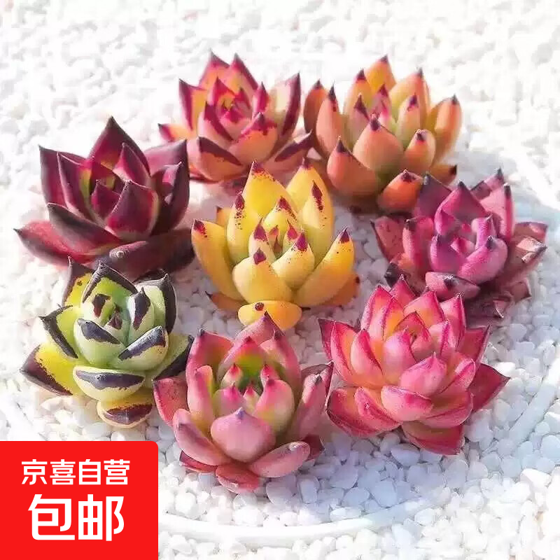 七彩多肉植物组合罗宾乌木好养黑檀汁阳台桌面盆栽新手室内花卉 精选罗宾【1棵】原土发货