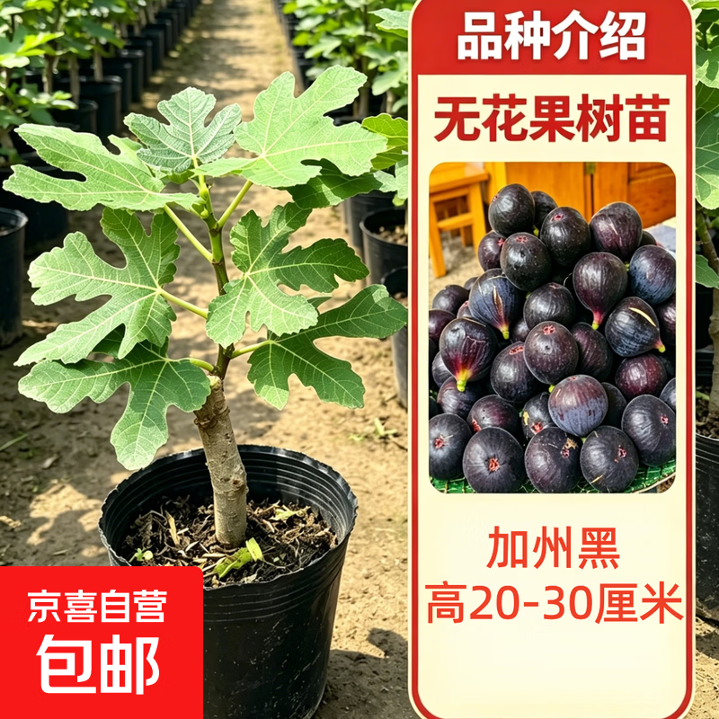 无花果树苗波姬红苗阳台盆栽带土带叶南北方种植树地栽四季可种植 【精品果苗 带叶带土】加州黑20-30厘米