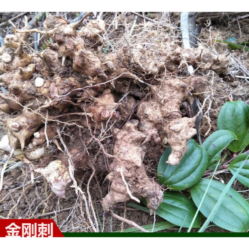 正宗原生菝葜根新鲜金刚藤金刚刺乌鱼刺铁菱角铁刺苓500g