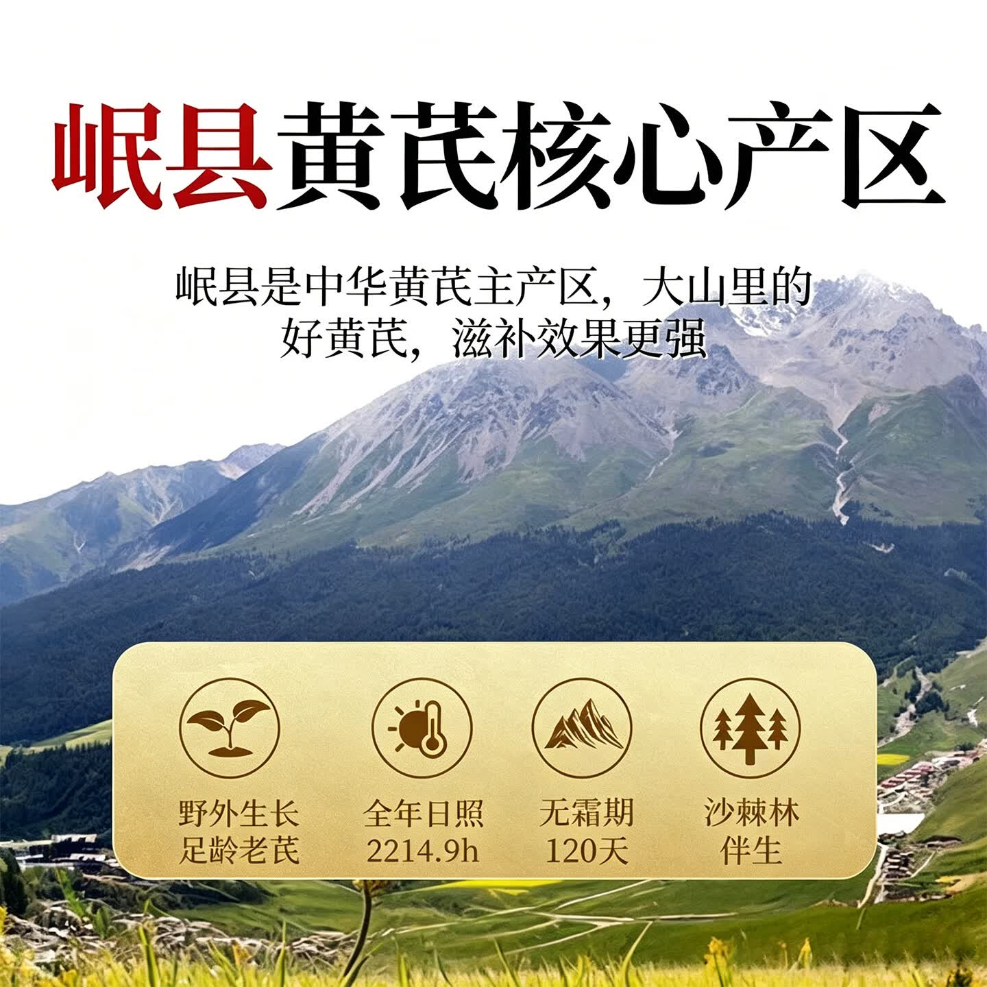 朕熙堂正宗甘肃岷县黄芪片 甄选大片菊花心 枸杞麦冬组合泡水 黄芪 250g*1袋 【13mm-16mm特级大片】