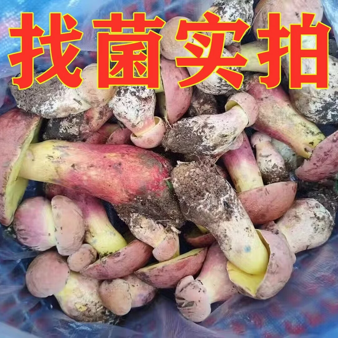 云南野生见手青新鲜牛肝菌当季野生菌红葱蘑菇野生顺丰现发见手青 520g一斤精品质量装