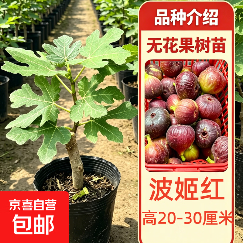 无花果树苗波姬红苗阳台盆栽带土带叶南北方种植树地栽四季可种植 【精品果苗 带叶带土】波姬红20-30厘米