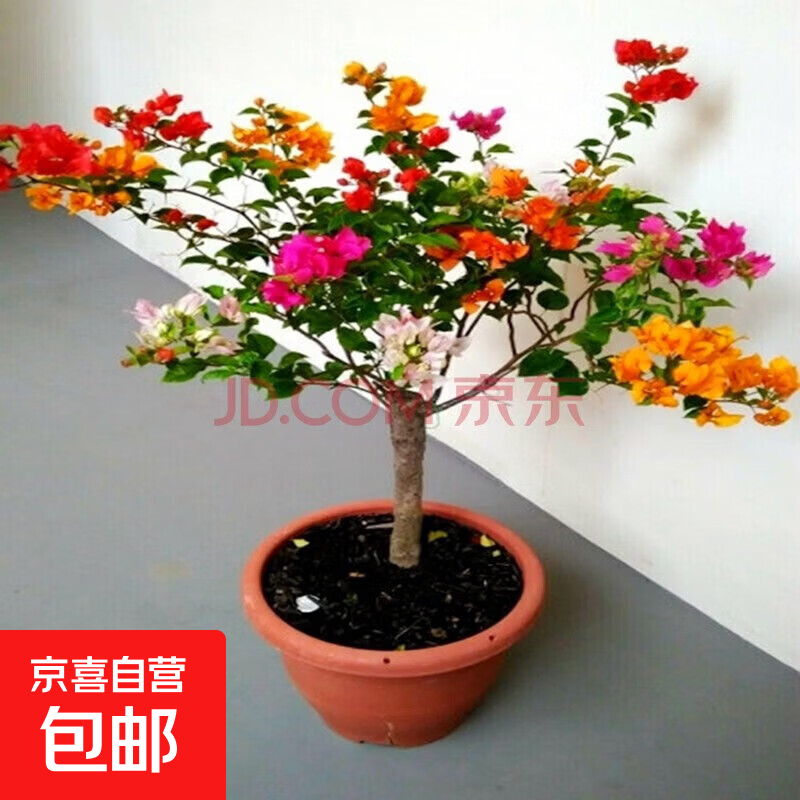 多色重瓣三角梅盆栽花苗耐寒老桩爬藤植物阳台庭院室内外好养花卉 精品多色 3年苗