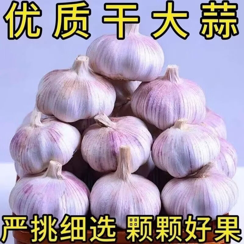 新鲜干大蒜正宗山东新干大蒜大蒜紫皮大蒜产地直发蒜香十足 产地直发蒜香十足 带箱五斤