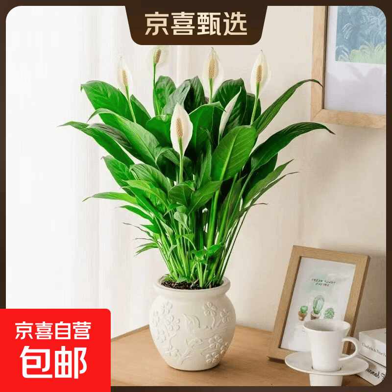 白掌盆栽塑料盆 9.9元，唫钻盆栽塑料瓶 9.9元 - 86线报