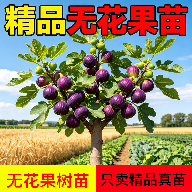 无花果树果苗带果盆栽矮化红特大果树苗四季可种南方北方耐寒cc 两棵（简单好养）
