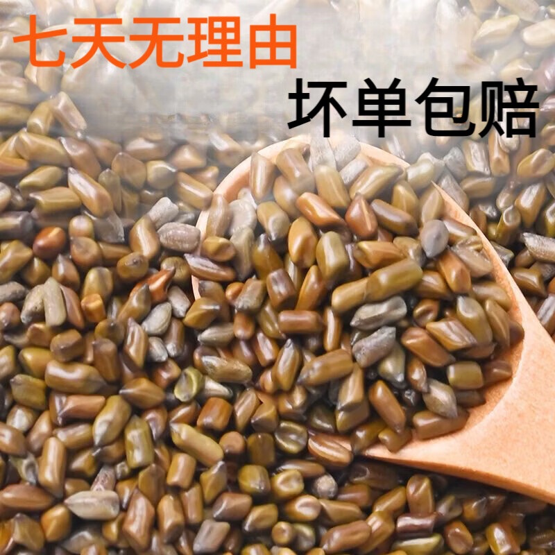 胖东来同款正宗安徽原产熟决明子颗粒无硫草本药食同源明目中药材泡水茶 200g*4罐