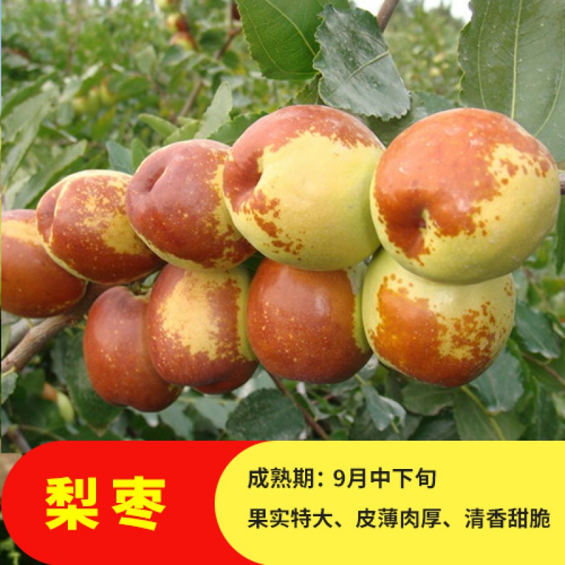 枣苗树苗早脆王特大当年结果嫁接苗冬枣地栽枣树活苗果树苗水果苗