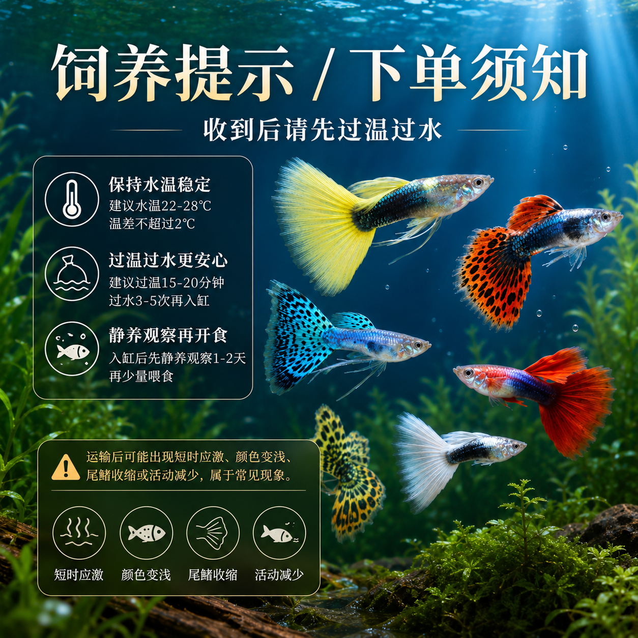 眷鱼孔雀纯种观赏鱼【顺丰发货】小型热带鱼淡水鱼好养活凤尾鱼可繁殖 【顺丰发货】2-3cm花老虎孔雀3公3母
