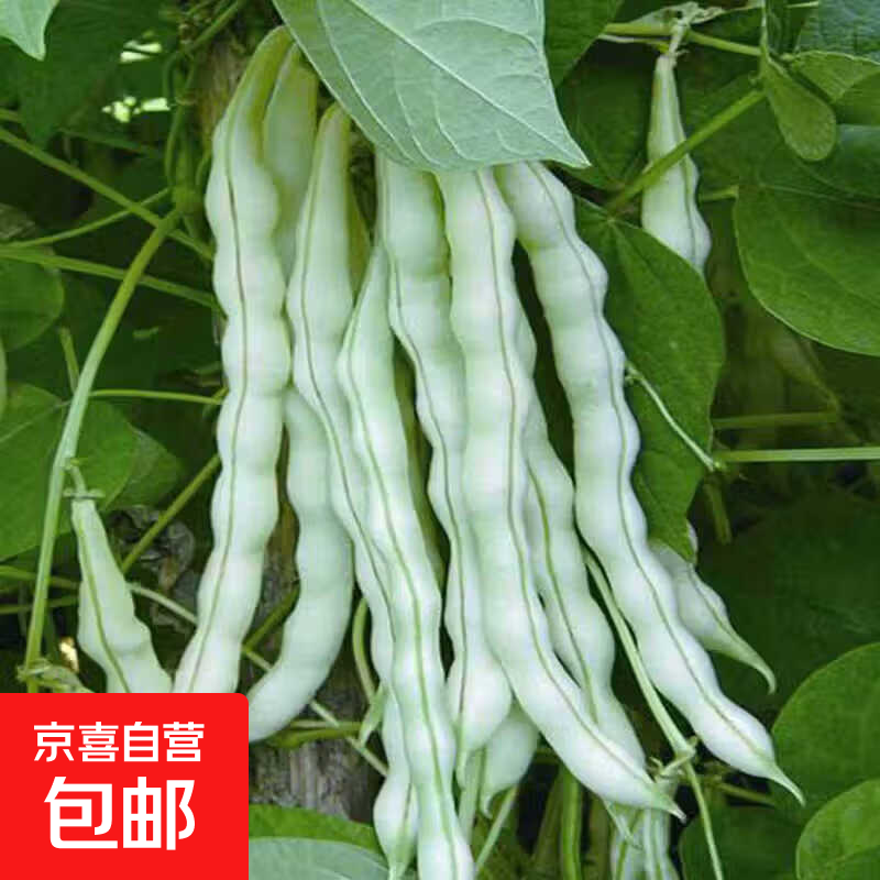 山东新鲜白芸豆白不老豆角老来白架豆王四季豆应当季蔬菜现摘现发 重量 带箱2斤（净重1.6斤）