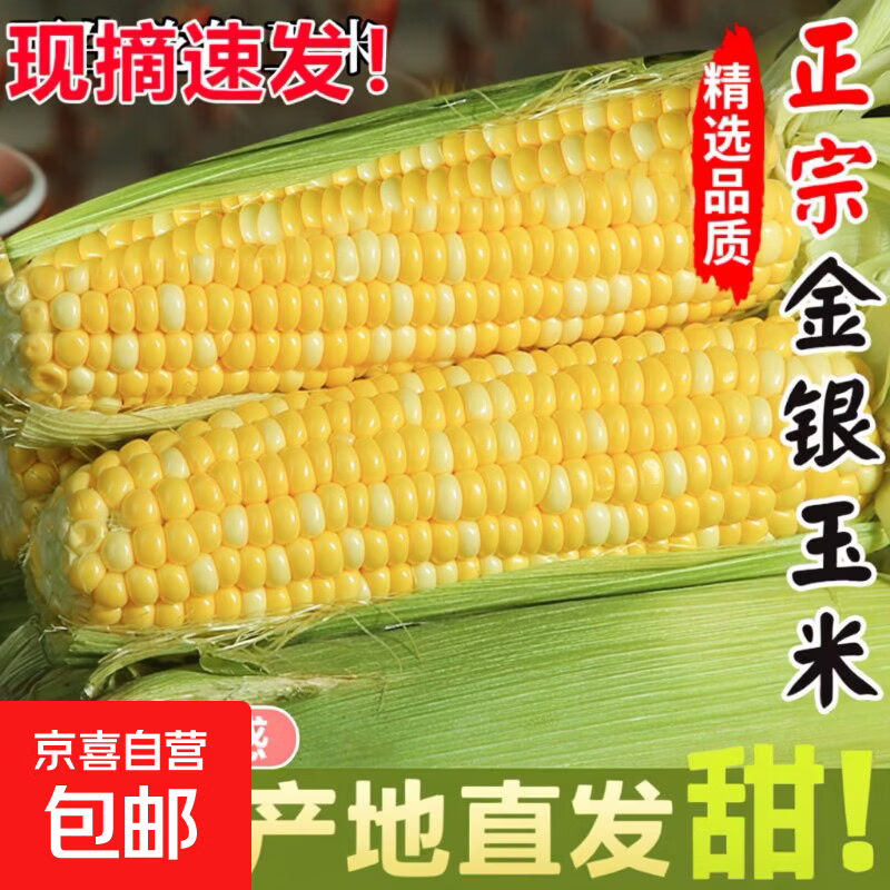 云南新鲜水果玉米爆浆即食甜玉米生鲜高原时令蔬菜早餐超市买菜 5斤净重 （单根300g+)