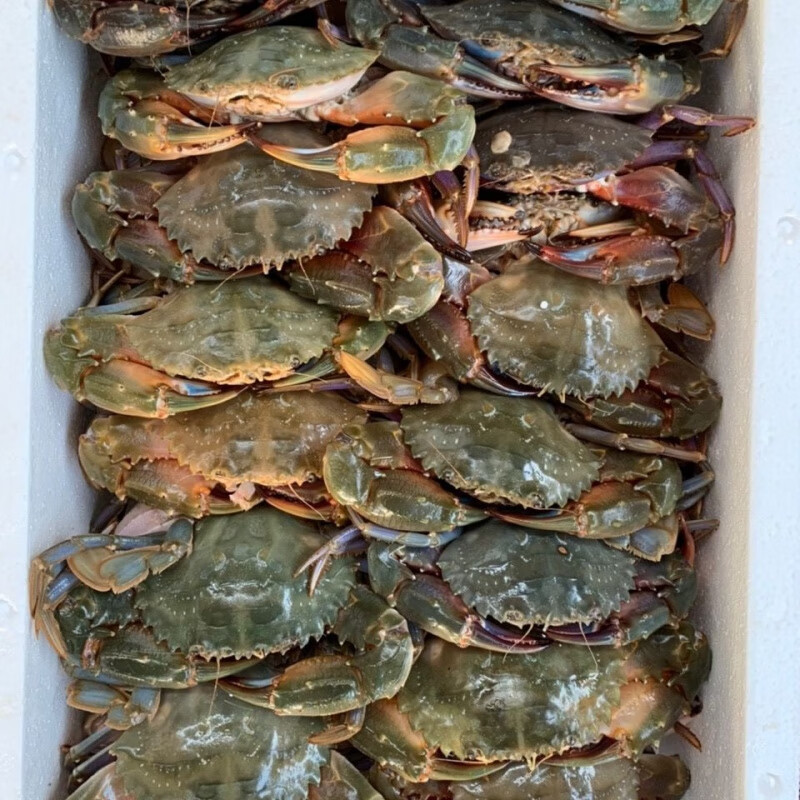 望蓝川精选速冻石头蟹,石闸蟹,花盖蟹,大红腿,肉质鲜美,赤甲红螃蟹