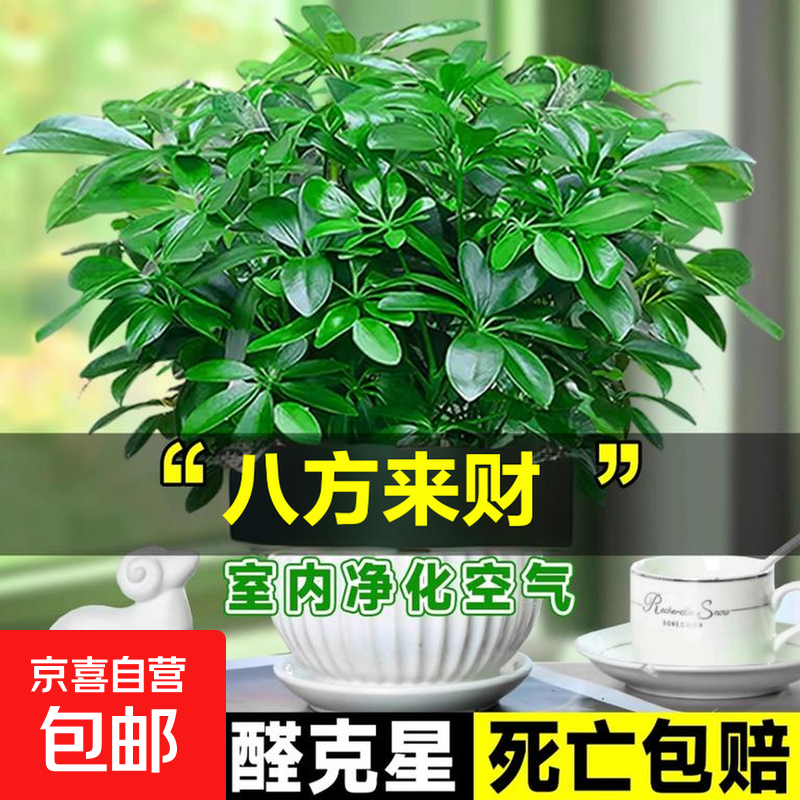 四季常青八方来财鸭脚木客厅室内阳台桌面绿植盆栽花卉发财树招财 鸭脚木 八方来财25cm1棵（原土盆）+肥
