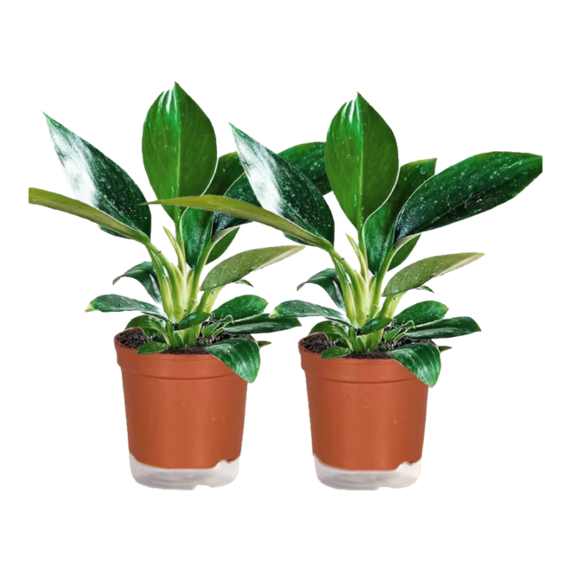 ���ڲ�����˫�� ���굥������ˮ������ 2��װ